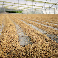 Amenaza Menor • Colombia • Decaf