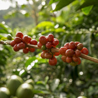 Julekaffi • Javier Reyes Maille • Peru • Gesha