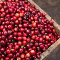 Finca Aurora • Nicaragua