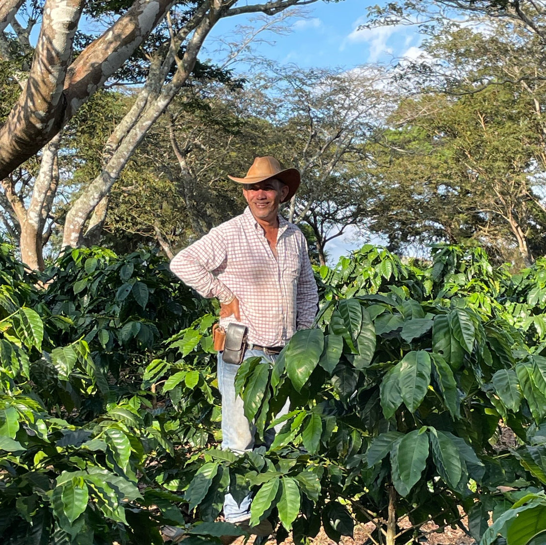 El Guarsin • Guatemala • Espresso