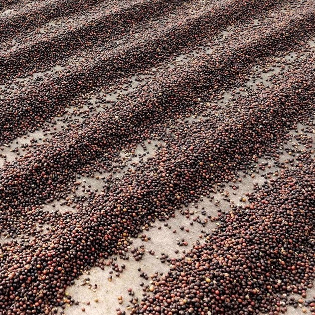 Hacienda Sonora • Costa Rica • Cascara