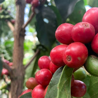 Kiama AA • Kenya