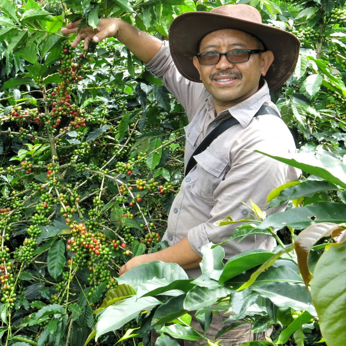 Frinsa Edun • Indonesia • Lactobacillus