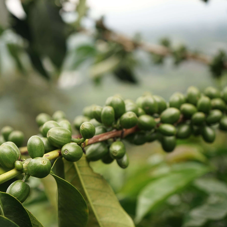 El Divino Nino • Colombia