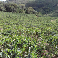 Policarpo Yossa Rojos • Colombia • Gesha