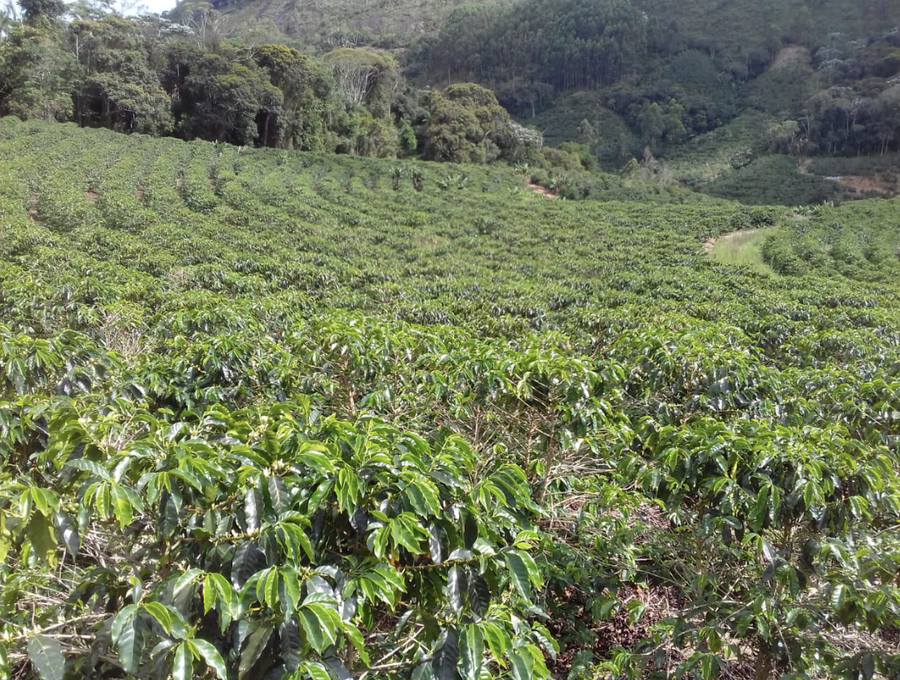 Policarpo Yossa Rojos • Colombia • Gesha