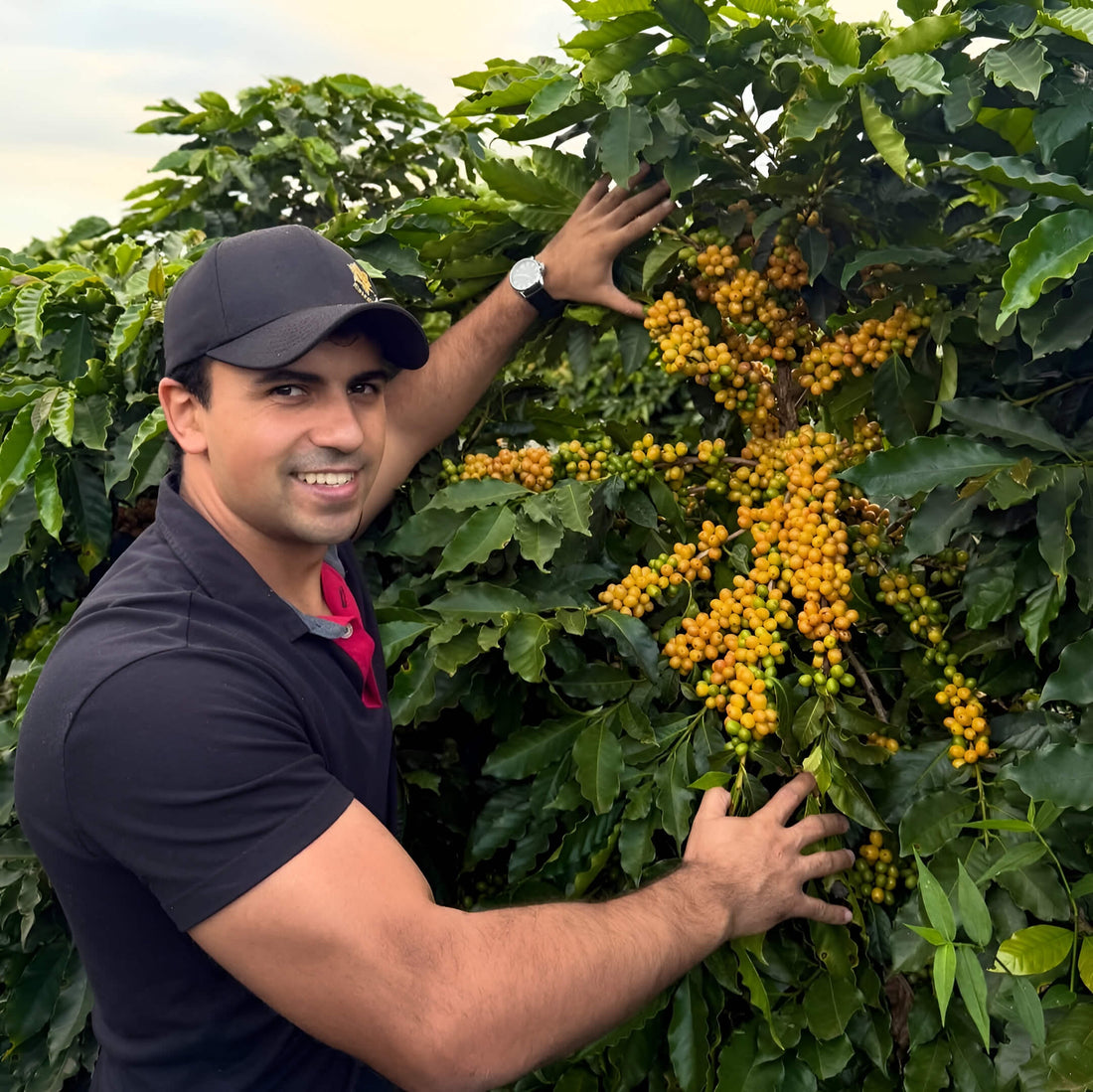 Fazenda Soledade • Brazil • Espresso