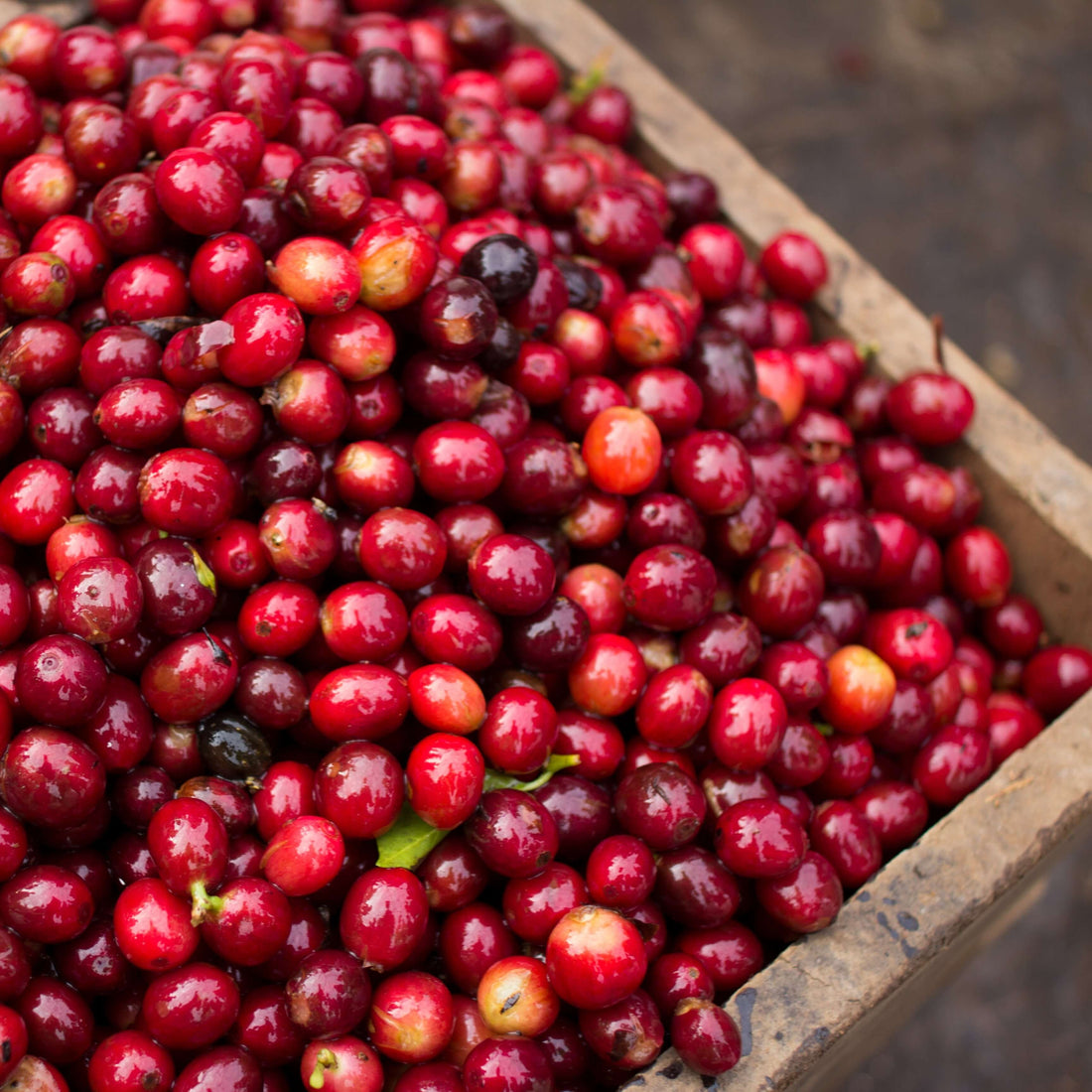 Finca Aurora • Nicaragua