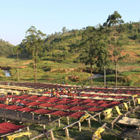 Gakenke Espresso • Burundi