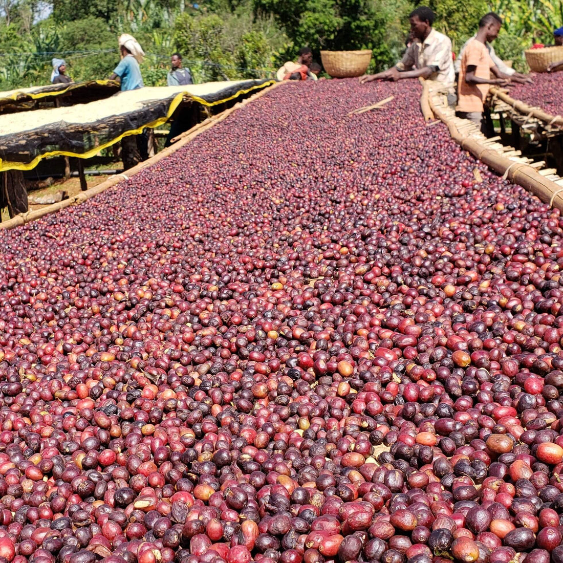 Guji Uraga • Ethiopia • Carbonic Maceration