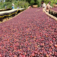 Guji Uraga • Ethiopia • Carbonic Maceration