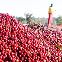 Guji Koromii • Ethiopia • Organic