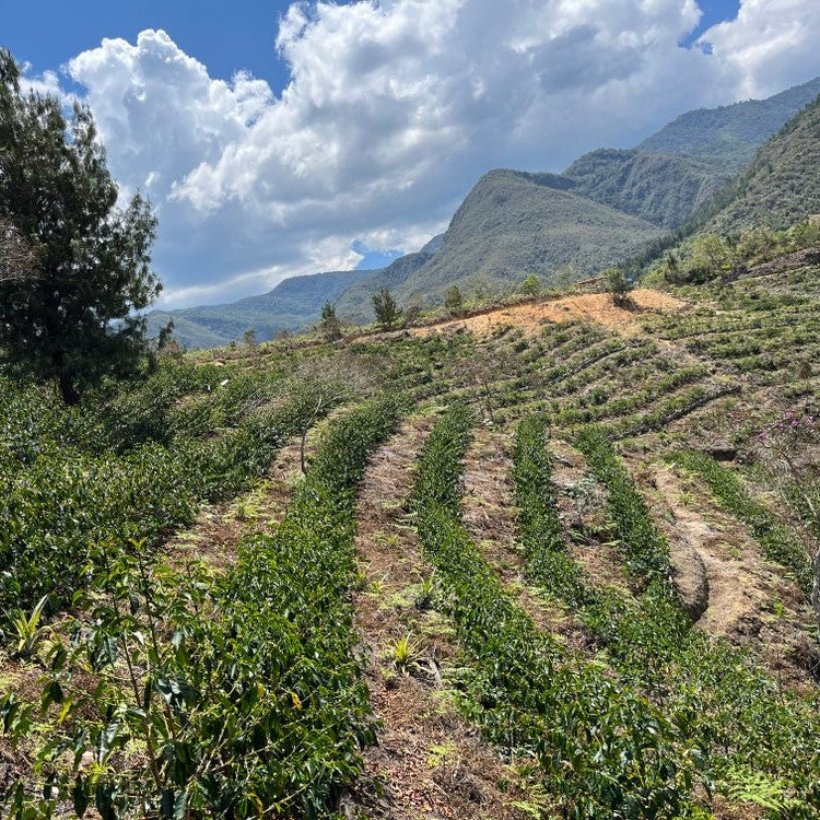 La Prosperidad • Peru • Organic