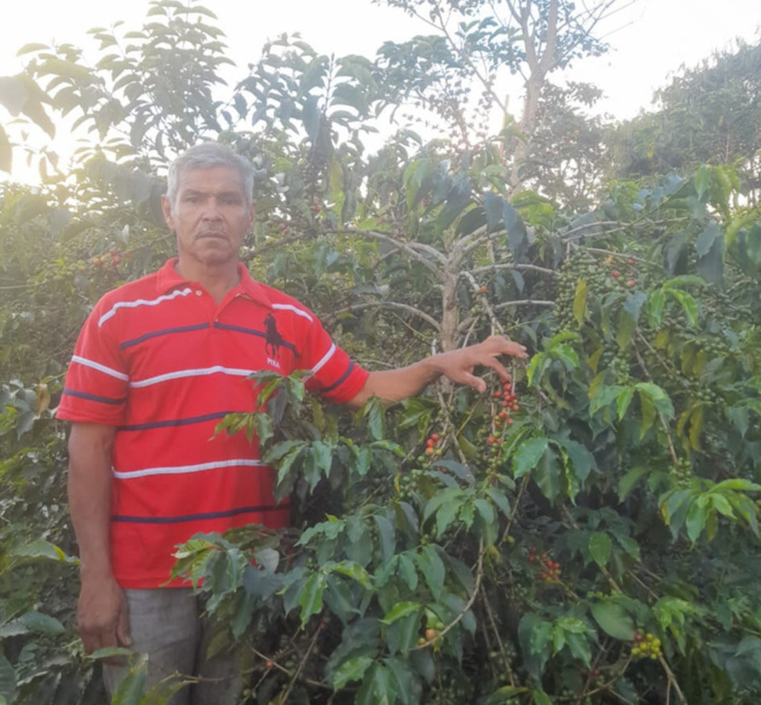 Policarpo Yossa Rojos • Colombia • Gesha