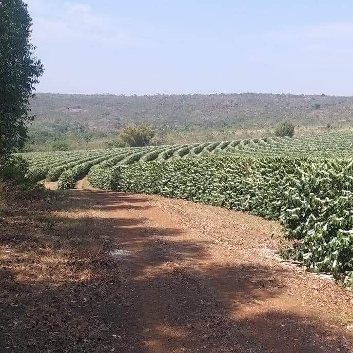 Fazenda Riacho das Varas • Brazil