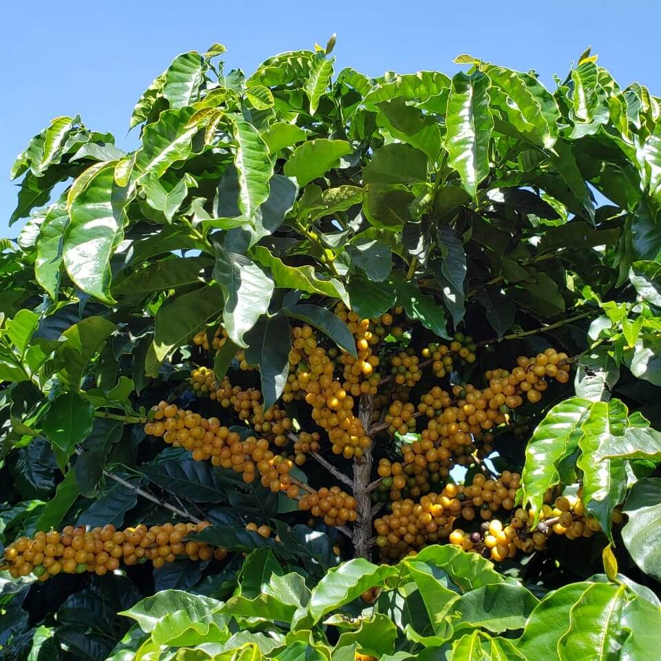 Fazenda Riacho das Varas • Brazil