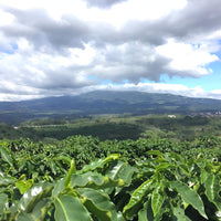 Hacienda Sonora • Costa Rica • Natural