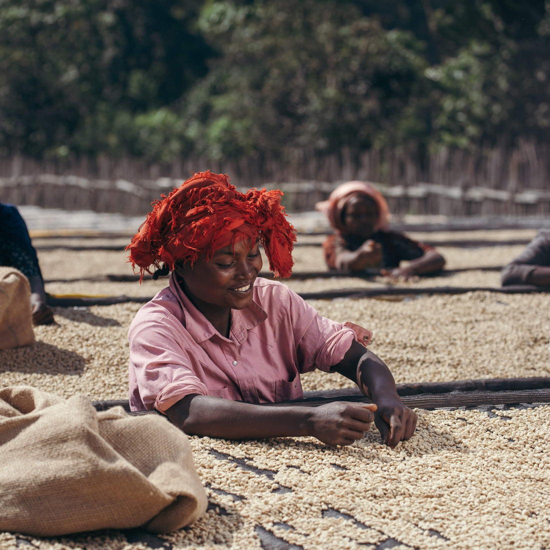 Christmas Coffee • Chelbesa  • Ethiopia