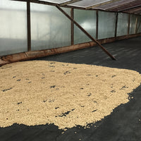 Javier Cardozo • Colombia