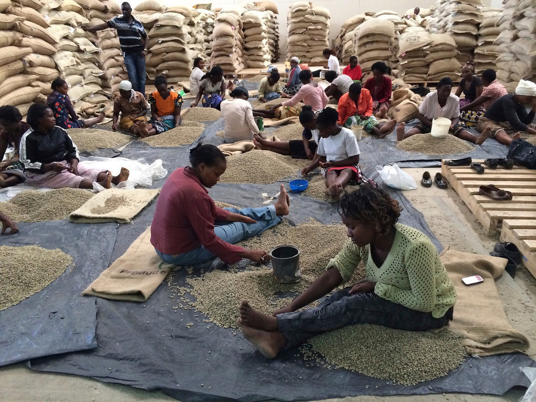 Gicherori AB • Kenya