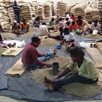 Gicherori AB • Kenya