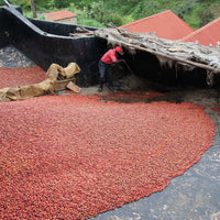 Gicherori AB • Kenya