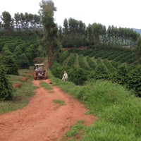 Sao Francisco Espresso • Brasil